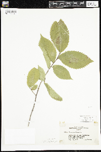 Ulmus americana image