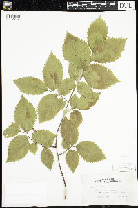 Ulmus americana image