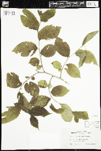 Ulmus americana image