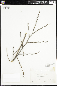 Ulmus americana image