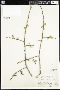 Ulmus americana image