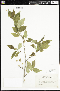 Ulmus americana image