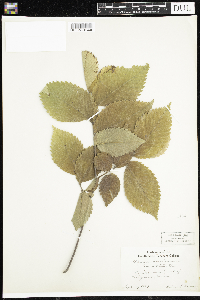 Ulmus americana image