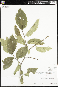 Ulmus americana image