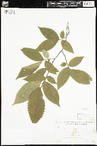 Ulmus americana image