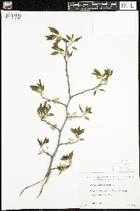 Ulmus americana image
