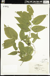 Celtis occidentalis image