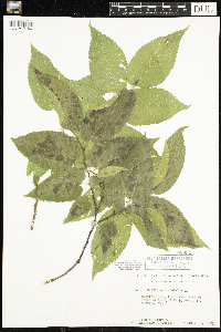 Celtis occidentalis image