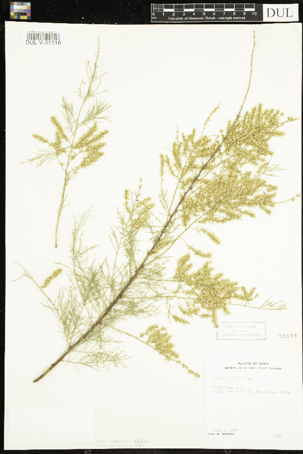 Tamarix ramosissima image