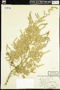 Tamarix ramosissima image
