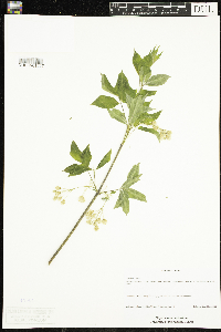 Staphylea trifolia image