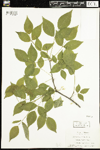 Staphylea trifolia image
