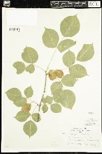 Staphylea trifolia image