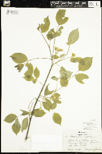 Staphylea trifolia image