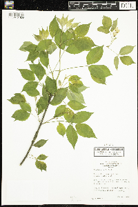 Staphylea trifolia image