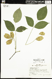 Staphylea trifolia image