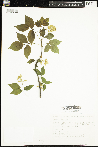 Staphylea trifolia image