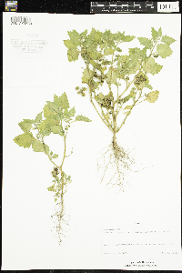 Solanum physalifolium image