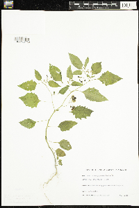 Solanum americanum image