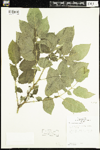 Solanum tuberosum image