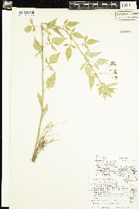 Solanum dulcamara image