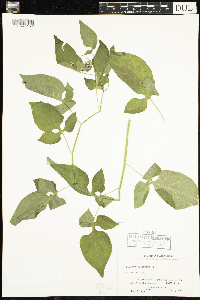 Solanum dulcamara image