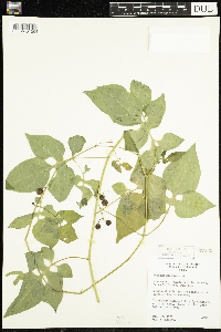 Solanum dulcamara image