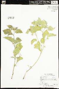 Physalis heterophylla image