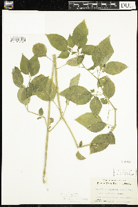 Physalis longifolia image