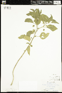 Physalis longifolia image