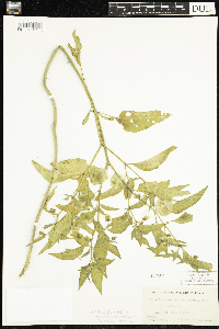 Physalis longifolia image