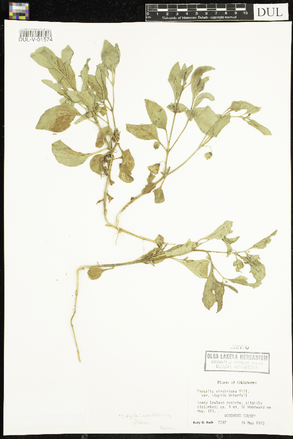 Physalis hispida image