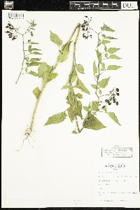 Solanum dulcamara image