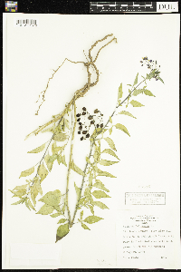 Solanum dulcamara image