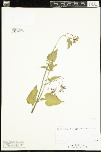 Solanum dulcamara image