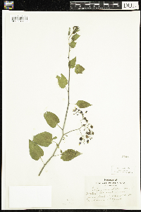 Solanum dulcamara image