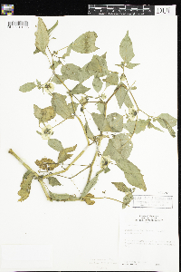 Solanum americanum image