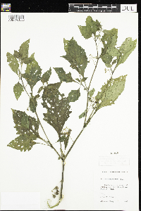 Image Associated With the Occurrence