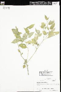 Solanum americanum image