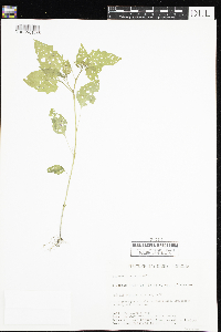 Solanum americanum image