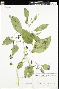 Solanum americanum image