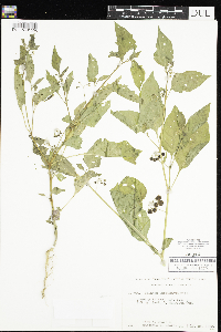 Solanum americanum image