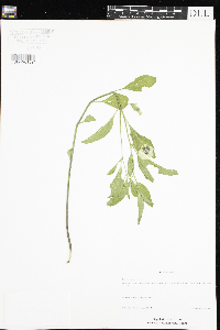 Physalis virginiana image
