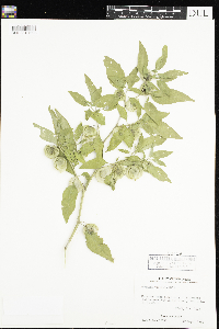 Physalis virginiana image