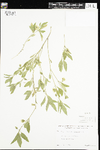 Physalis virginiana image