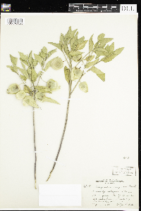 Physalis virginiana image