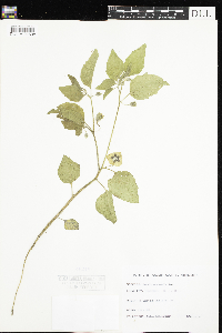 Physalis heterophylla image