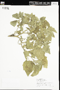 Physalis heterophylla image