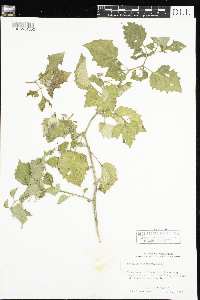 Physalis heterophylla image