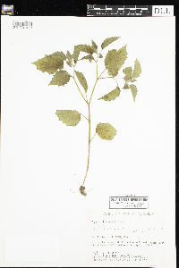 Physalis heterophylla image